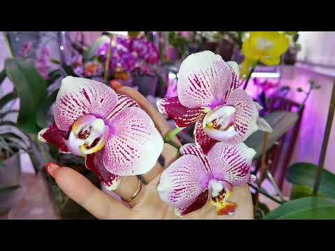 Видео: Орхидеи. О поливах. Фантом с сожженной корневой. Не просто. #orchidflowers #цветы #orchid #orchids