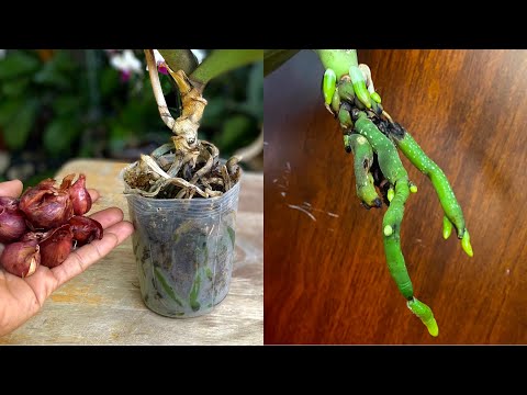 Видео: Быстрые советы по восстановлению орхидеи с грибком и гнилыми корнями