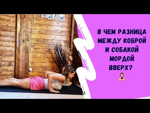 Видео: В чем разница: Кобра и Собака мордой вверх?