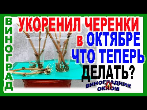 Видео: 🍇 Укоренил виноград в октябре! Что теперь делать с саженцами? Органический, условный покой винограда