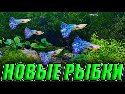 Видео: НОВЫЕ КРАСИВЫЕ РЫБКИ с птичьего рынка Садовод