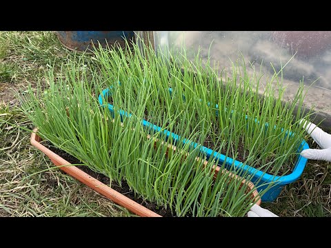 Видео: Закалка рассады лука ЭКСИБИШЕН перед высадкой в открытый грунт!