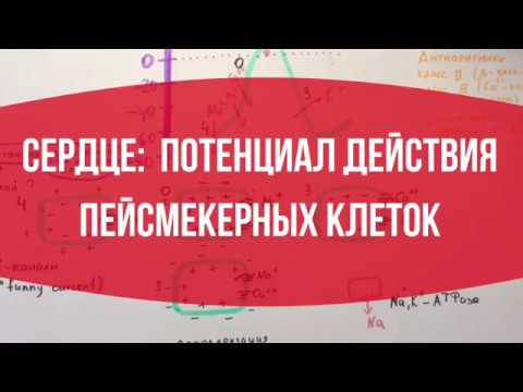Видео: СЕРДЦЕ: Потенциал действия пейсмекерных клеток