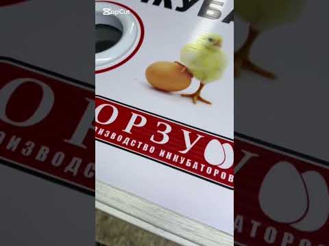 Видео: Тошкентга доставка эконом инкубатор 