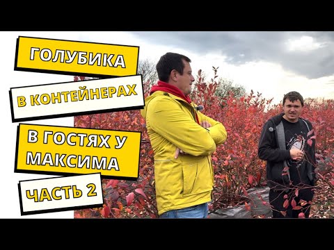 Видео: Плантация Голубики в контейнерах. В гостях у Максима. Часть 2.