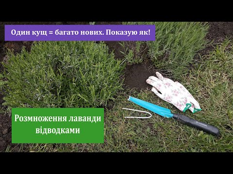 Видео: Розмноження ЛАВАНДИ відводками. Надійний метод швидко отримати нові кущі лаванди.