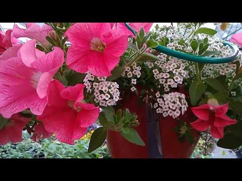 Видео: Ампельный алиссум. Какой выбрать? Как ухаживать?