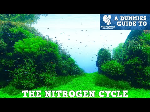 Видео: САМОЕ ВАЖНОЕ видео об аквариуме, которое когда-либо было снято!