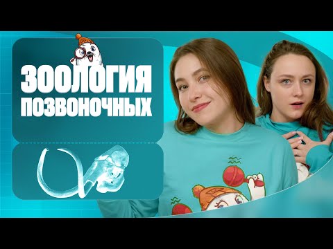 Видео: Зоология позвоночных | Вспомнить всё | ЕГЭ-2025 с Биологическим Тюленем