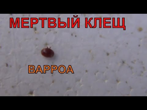 Видео: БЬЁМ ПО ФАКТАМ!!! Через 2 часа после обработки пчел осенью бипином против варроатоза  - РЕЗУЛЬТАТ!