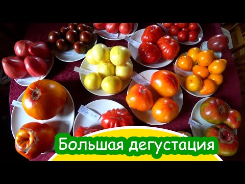 Видео: Большая дегустация сортовых томатов №1 Big tasting of varietal tomatoes