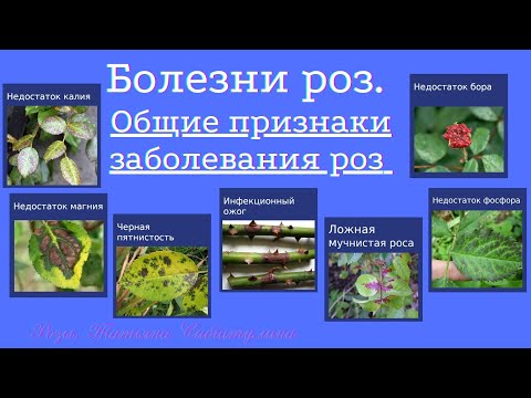 Видео: Розы. Недостаток питания.