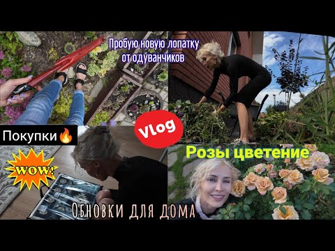Видео: Работы в саду. Розы в подмосковье. Домашний влог. Обновки в дом.