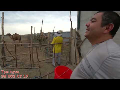 Видео: ТУЯ СУТИ ХОРАЗМ