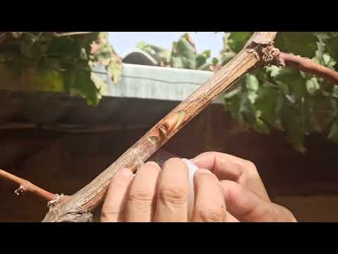 Видео: Пайванди тирамоҳӣ.Ватсап:919843232.
