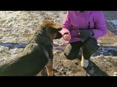 Видео: Расхламление.  Герда. Планы в козоводстве.