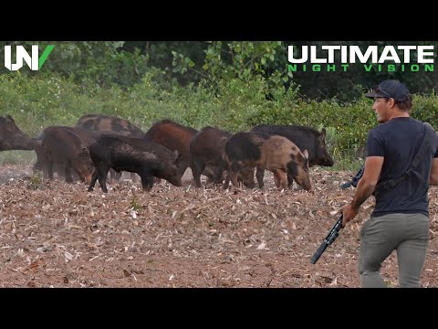 Видео: Фермер встречает диких кабанов, уничтожающих посевы средь бела дня