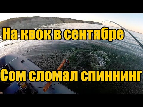 Видео: СОМ НА КВОК!!! СЕНТЯБРЬ, МНОГО ПОДЪЕМОВ И ПОКЛЕВОК!!!
