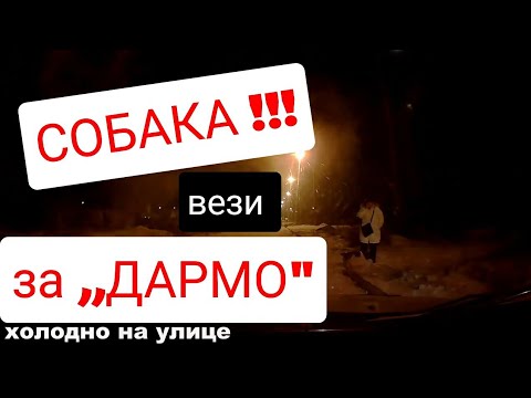 Видео: За Дармо ! Я отказался, а Он забрал Пса и увез