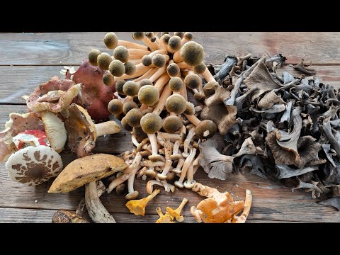 Видео: Лес пустой, где грибы?/ Сочи Лазаревский р-н 23.10.2025г.