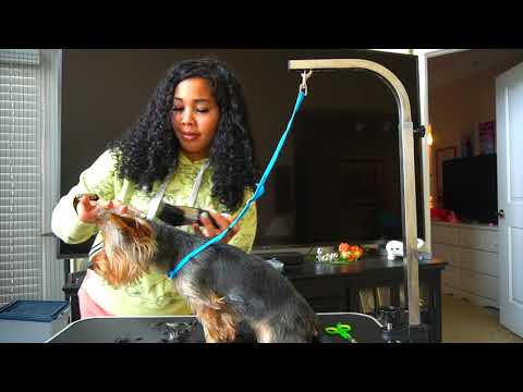 Видео: КАК СТРИЖАТЬ ЙОРКА БЕЗ ОПЫТА