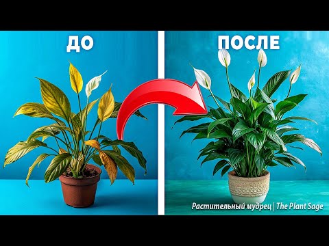 Видео: У СПАТИФИЛЛУМА СОХНУТ КОНЧИКИ ЛИСТЬЕВ? 1 ЧАЙНАЯ ЛОЖКА ПОД СПАТИФИЛЛУМ И ДАЖЕ ДОХЛЫЙ ЦВЕТОК ПОЗЕЛЕНЕЕ