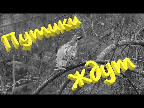 Видео: Завершил подготовку путиков добываю рябчиков меняю насторожки КПя-120 собаки нашли барсучий городок