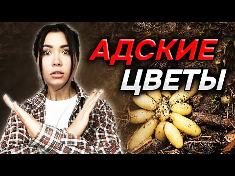 Видео: НЕЛЬЗЯ сажать эти растения на участке! (они быстро захватят ваш сад)