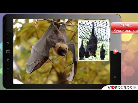 Видео: Видеоурок по биологии "Отряды высших зверей"