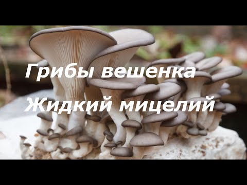 Видео: ✔️ГРИБЫ ЗИМОЙ 2021 КАК ВЫРАСТИТЬ ВЕШЕНКУ ЗИМОЙ? ЖИДКИЙ МИЦЕЛИЙ ВЕШЕНКИ! РАЗМНОЖЕНИЕ!