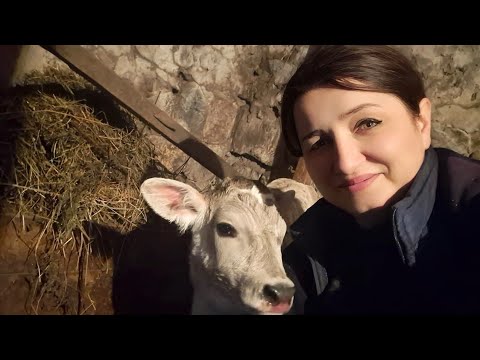 Видео: Կովիկս ԾՆԵՑ - ՀՈՐԹԻԿ Ունենք - ԿԱՊԸ ՊԻՆԴ ԸԼԻ - ՇԱՄՇԱԴԻՆԻ ՀԱՄԸ - Шамшадин