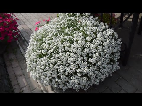 Видео: Алиссум сноу принцесс от черенка до пышной шапки.