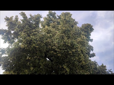 Видео: Доклад по ЛИПЕ на 23.06.2025