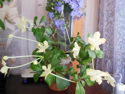 Видео: # Комнатные растения - красота и уют в Вашем доме. Абелия,бугенвиллия,эсхинантус,брунфельсия,
