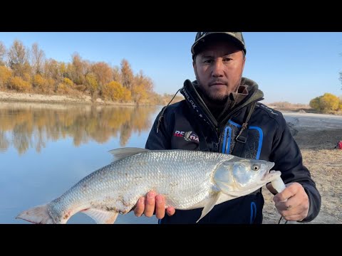 Видео: СУДАК и ЖЕРЕХ на КАРАТАЛЕ, БАРБЕКЮ 🍖 из РЫБЫ, рыбалка в Талдыкоргане, отдых на природе, Жетысу