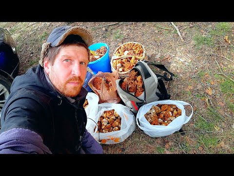 Видео: ГРИБНИКИ НЕ ПОВЕРИЛИ ГЛАЗАМ!!! МИЛЛИОН ГРИБОВ ВЕСНОЙ! Строчки гигантские - СУПЕР-СБОР! Грибы 2022!