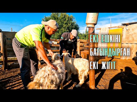 Видео: Ат қораны ретке келтіріп, Аттарды қарап келдім, Ешкі сойдық