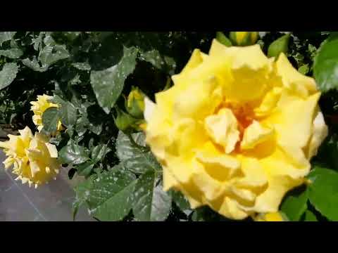 Видео: Шикарное цветение роз, для мая месяца. 2 часть