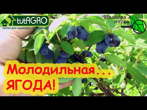 Видео: УРОЖАЙ ЯГОД УЖЕ В МАЕ! Главная ягода для диабетиков и кто не хочет быстро стареть. Кормим жимолость!