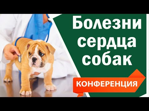 Видео: Болезни сердца собак