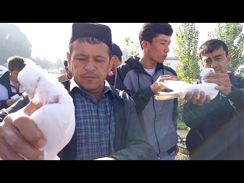 Видео: Андижон вилойади шахрихон тумани холдонбе кабутар бозор 4-октабр  2022-йил