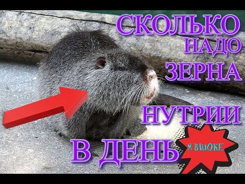 Видео: кормим нутрий кашей и  сеном!  сколько НУТРИЯ СЪЕСТ ЗА ДЕНЬ!