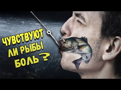 Видео: Чувствуют ли Рыбы Боль? Мнения. Исследования. Факты.