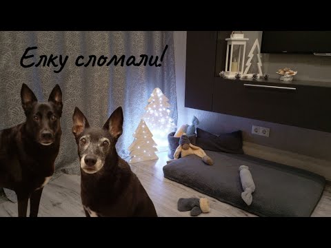 Видео: Новогодний декор в ночи!