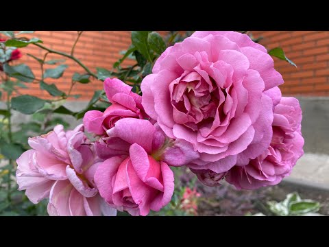 Видео: #45 «Бабье лето»для роз в Тульской области(Мамитален,Астрид Линдгрен,Санта-Барбара,Августа Луиза др)