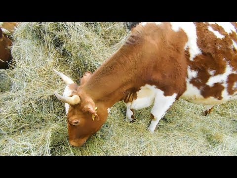 Видео: Привезли НОВУЮ КОРОВУ! НЕТЕЛЬ АЙРШИРКА ВЕСНА!Хочу ЕЩЕ купить коров или нетелей айрширской породы!