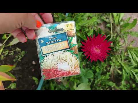 Видео: Астра Флирт Аэлита