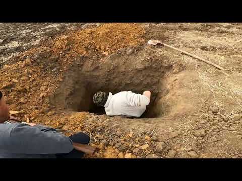 Видео: Охота на БАРСУКА......