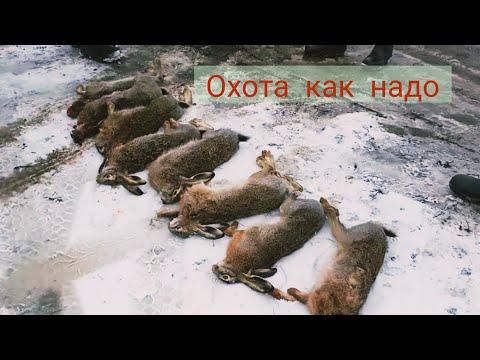 Видео: Охота  на  зайца 26.12.21. Зайцы бегают  табунами.