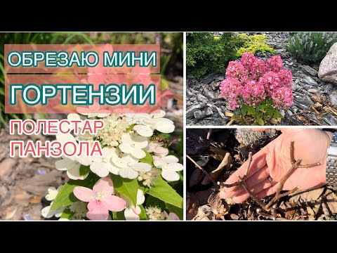 Видео: ПЕРВАЯ ОБРЕЗКА ПОЛЕСТАР. ГОРТЕНЗИЯ ПАНЗОЛА. МАРТ 2024